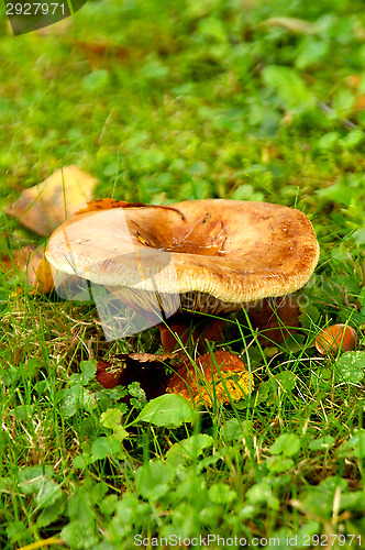 Image of Mushroom