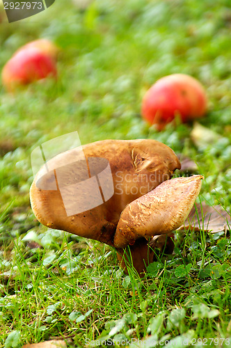 Image of Mushroom