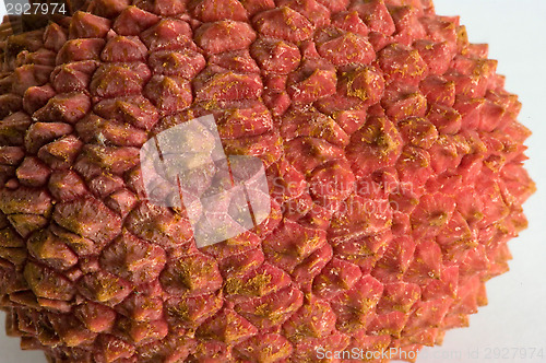 Image of Litchi chinensis