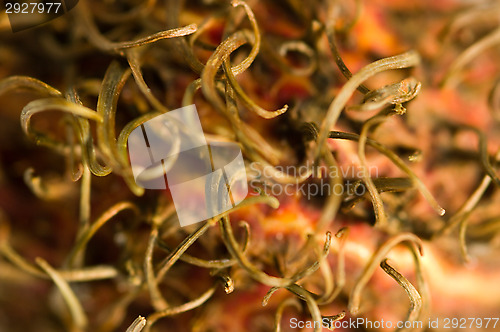 Image of Nephelium lappaceum