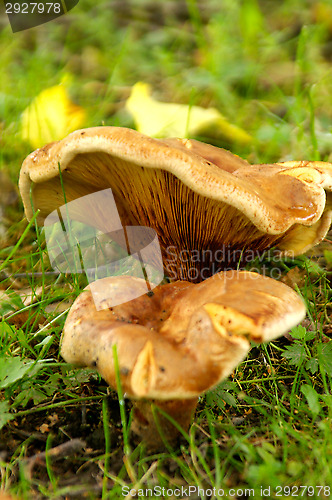 Image of Mushrooms