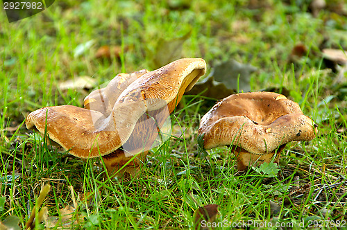 Image of Mushrooms