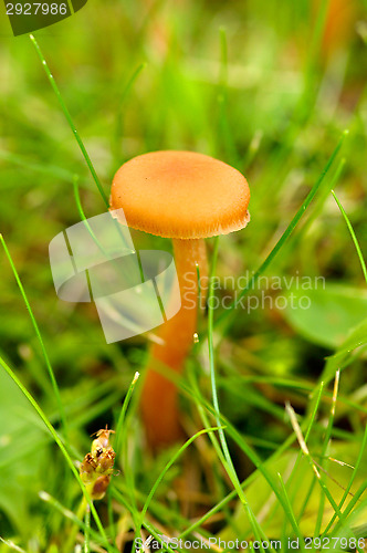 Image of Mushroom