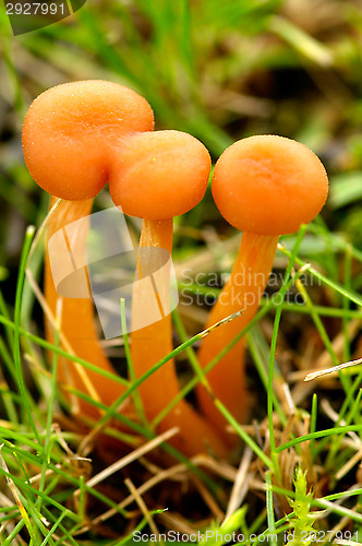 Image of Mushrooms