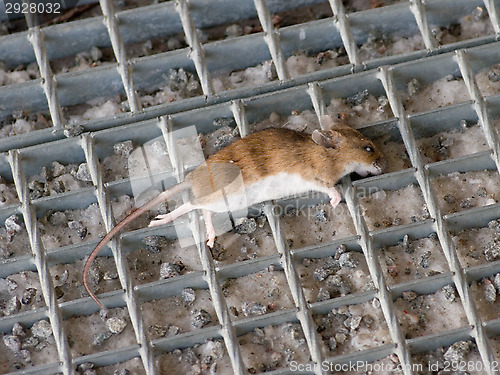 Image of Dead mouse