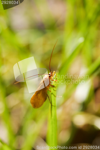 Image of Insect