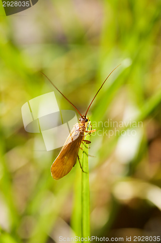 Image of Insect