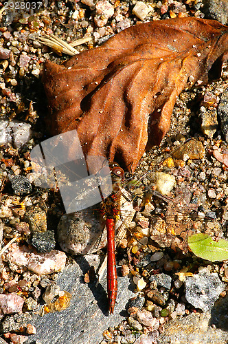 Image of Dragonfly