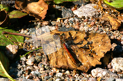 Image of Dragonfly