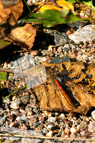 Image of Dragonfly