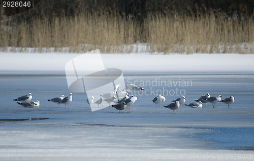 Image of Birds