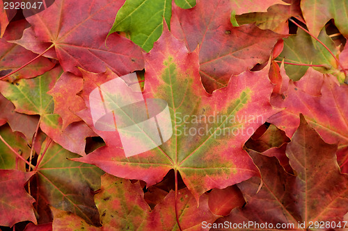 Image of Red and green maple leaf on a background of fall foliage