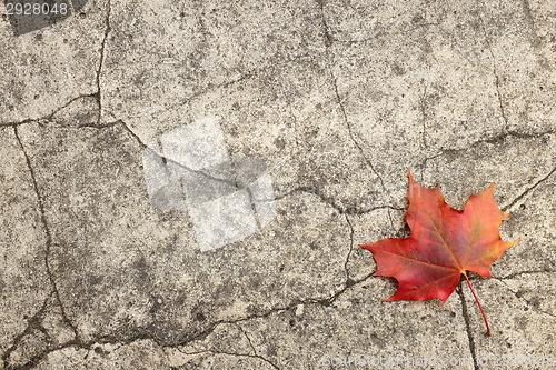 Image of Red maple leaf on cracked concrete