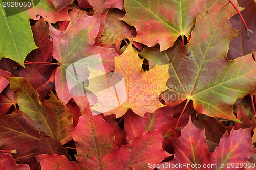 Image of Yellow maple leaf on a heap of leaves