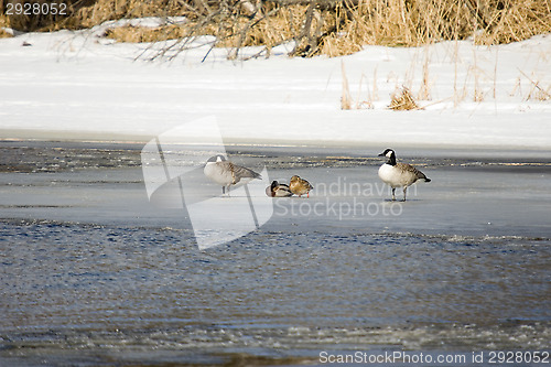 Image of Birds