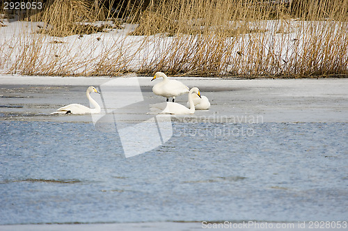 Image of Swans