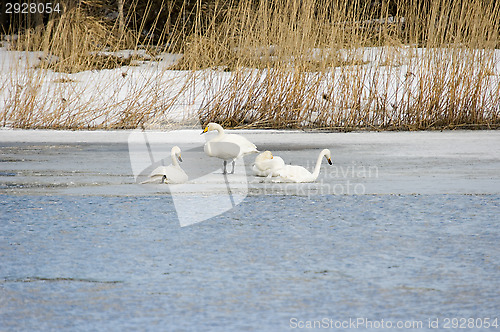 Image of Swans