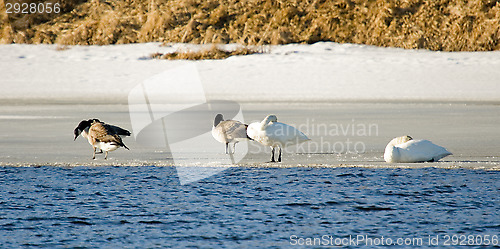 Image of Birds