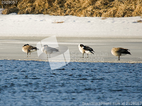 Image of Birds