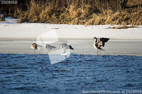 Image of Birds
