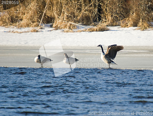 Image of Birds