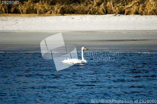 Image of Swans