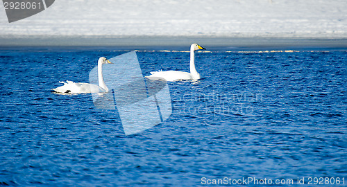 Image of Swans