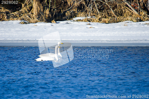 Image of Swans