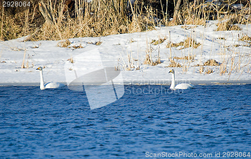 Image of Swans
