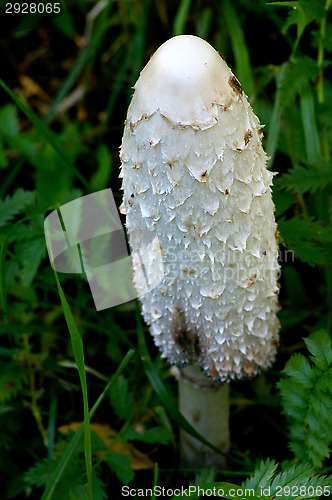 Image of Coprinus