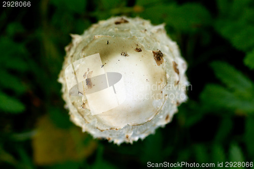 Image of Coprinus