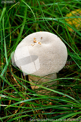 Image of Mushroom