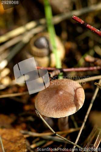 Image of Mushroom