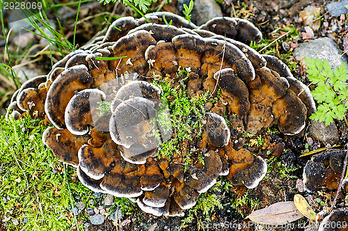 Image of Fungi