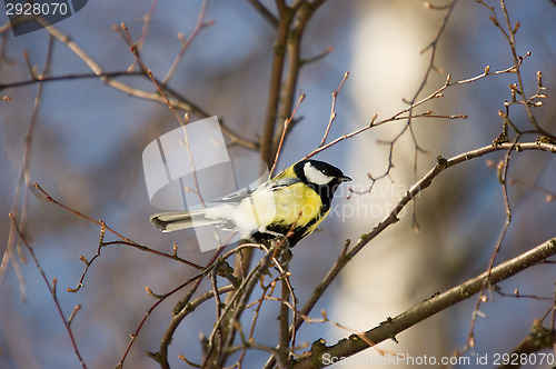 Image of Tit