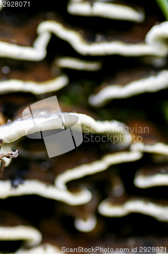 Image of Mushroom