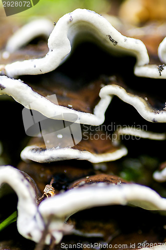 Image of Mushroom