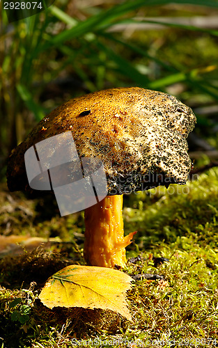 Image of Mushroom