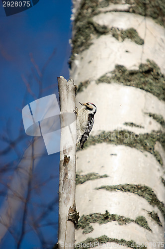 Image of Woodpecker