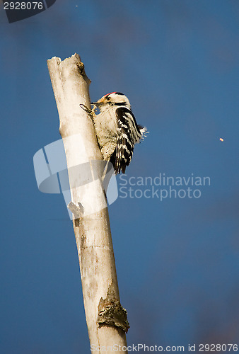 Image of Woodpecker