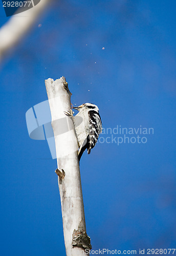 Image of Woodpecker