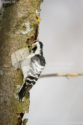 Image of Woodpecker