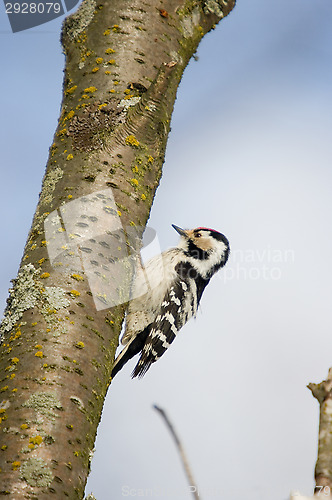 Image of Woodpecker