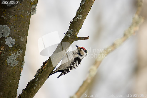 Image of Woodpecker