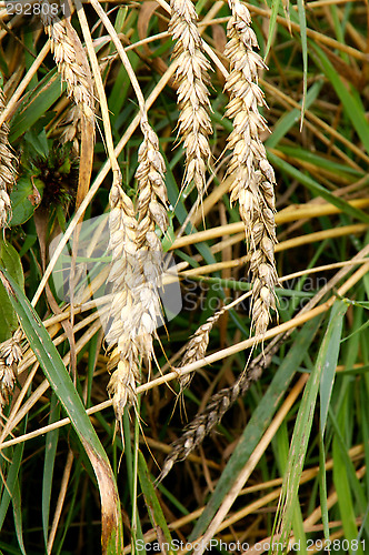 Image of Wheat