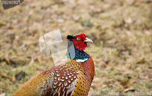 Image of Pheasant