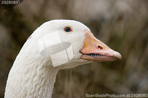 Image of Goose