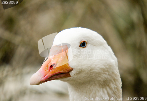 Image of Goose
