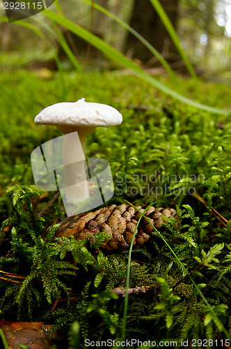 Image of Mushroom