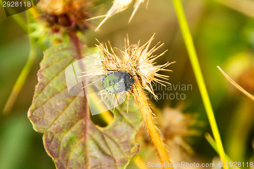 Image of Palomena prasina